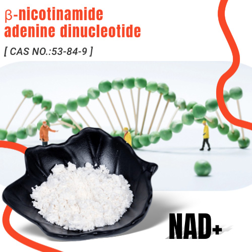 Bulk β-nicotinamide adenine dinucleotide NAD+ Powder suppliers & manufacturers in China